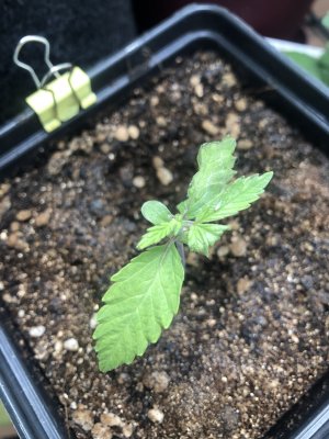 72DCFCFE-2AFF-4F39-9EAA-15F3589AE35B.jpeg 72DCFCFE-2AFF-4F39-9EAA-15F3589AE35B.jpeg