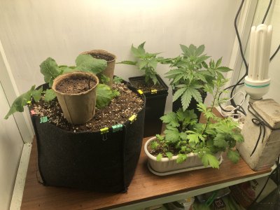 58561D72-8EE1-4A24-9E3B-AC53F0358D1A.jpeg 58561D72-8EE1-4A24-9E3B-AC53F0358D1A.jpeg