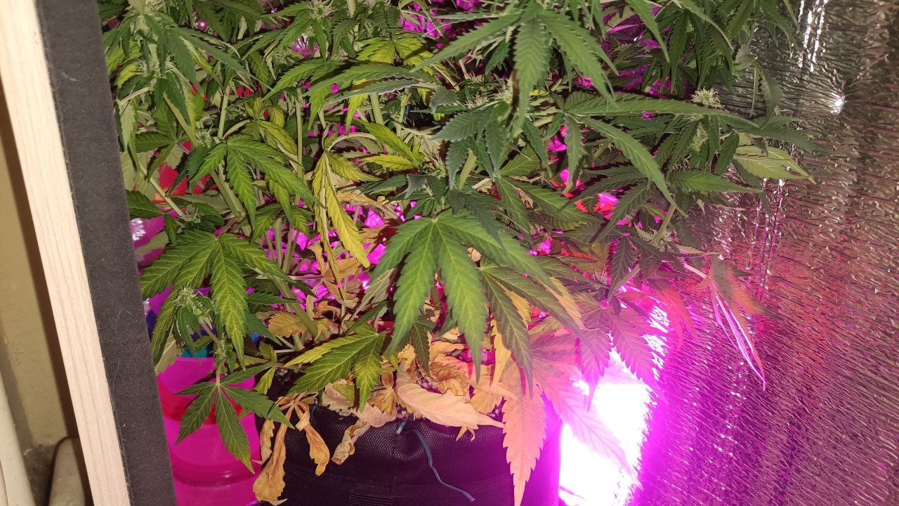 photo1678982908(1).jpeg photo1678982908(1).jpeg