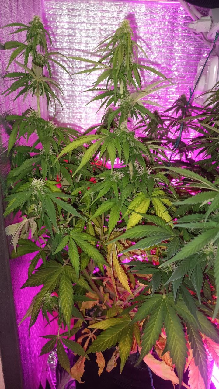 photo1678982908.jpeg photo1678982908.jpeg