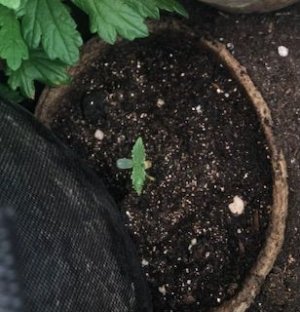 BFA587BB-A5B1-41CC-8065-5D9DC6FFE949.jpeg BFA587BB-A5B1-41CC-8065-5D9DC6FFE949.jpeg