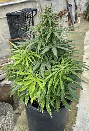 953CCE2D-4EA8-405A-856D-049EB8EE51C0.jpeg 953CCE2D-4EA8-405A-856D-049EB8EE51C0.jpeg