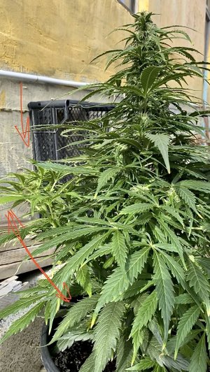 9B0F7718-3D9D-49E6-B241-2F93DA779013.jpeg 9B0F7718-3D9D-49E6-B241-2F93DA779013.jpeg