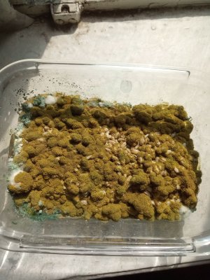 IMG_20230325_132629_9.jpg IMG_20230325_132629_9.jpg