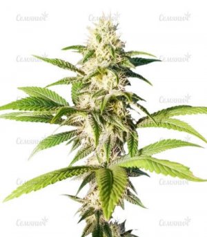 sort-Biscotti-Mintz.jpg sort-Biscotti-Mintz.jpg