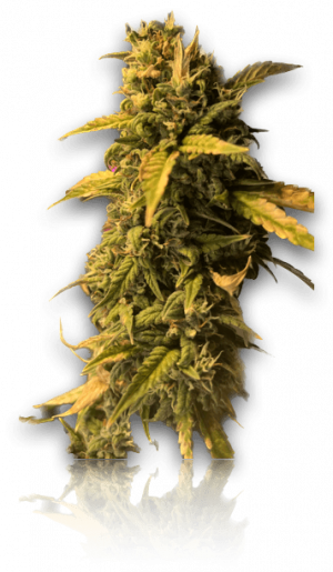 pastedGraphic.png pastedGraphic.png