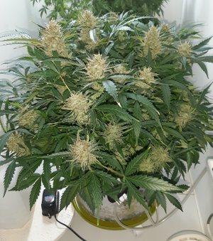 20230404_182451.jpg 20230404_182451.jpg