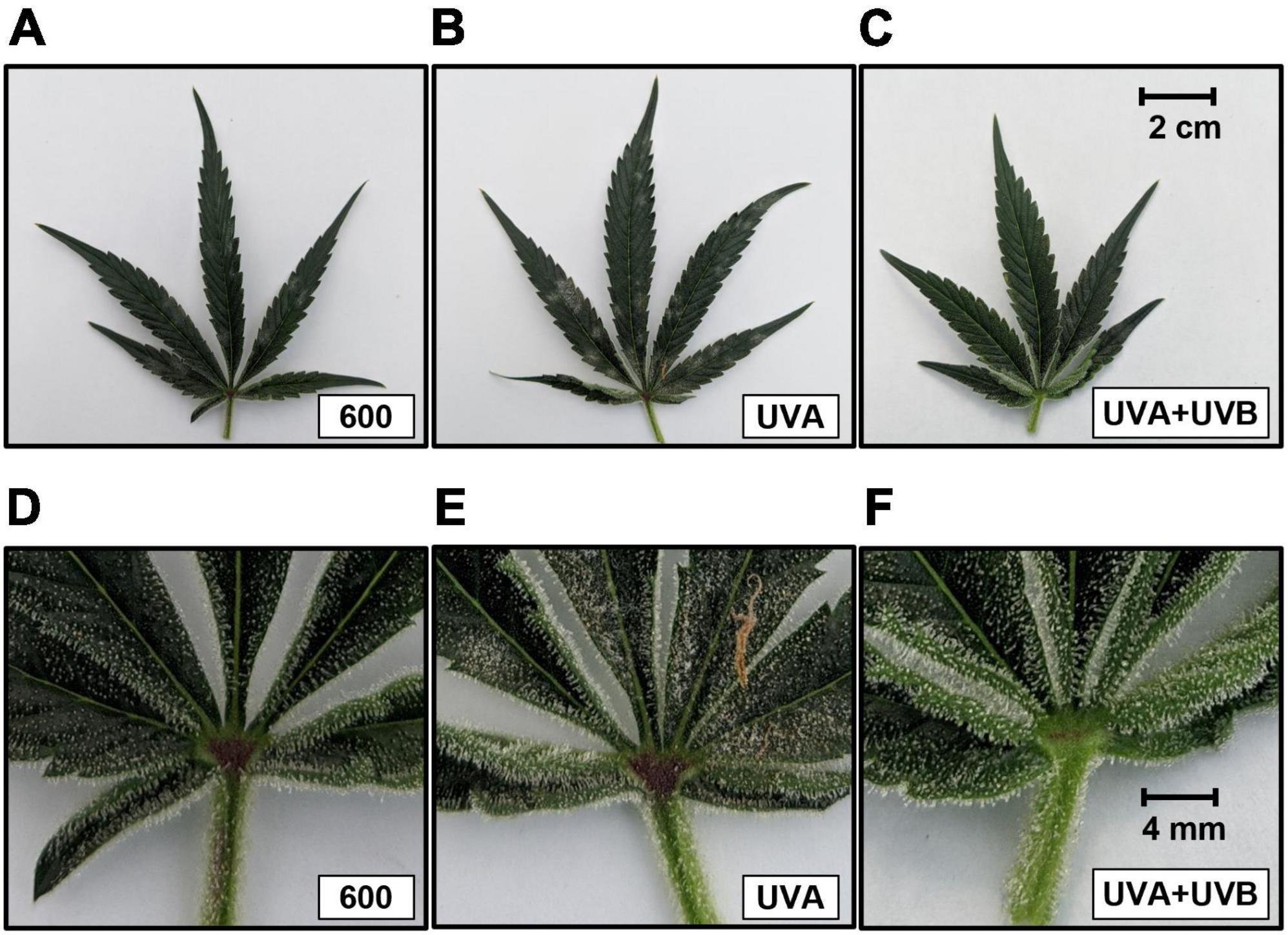 3AF2CE2C-F7FD-4E65-9484-F8738A468B7E.jpeg 3AF2CE2C-F7FD-4E65-9484-F8738A468B7E.jpeg