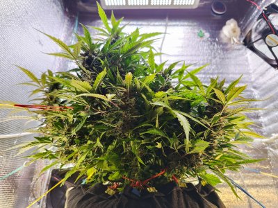 IMG_20230411_181407.jpg IMG_20230411_181407.jpg