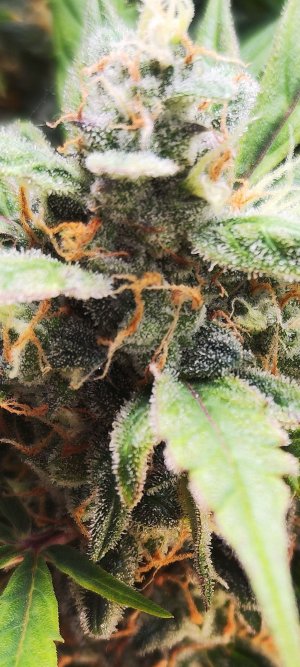 Screenshot_2023-04-11-18-21-20-982_com.miui.gallery.jpg Screenshot_2023-04-11-18-21-20-982_com.miui.gallery.jpg