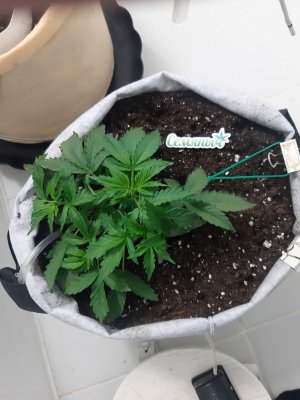 20230416_162533.jpg 20230416_162533.jpg