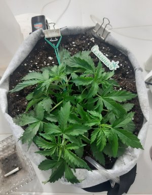 20230416_165559.jpg 20230416_165559.jpg