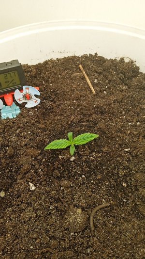 IMG_20211028_194548.jpg IMG_20211028_194548.jpg