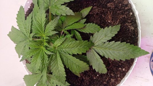 1636536878322..jpg 1636536878322..jpg