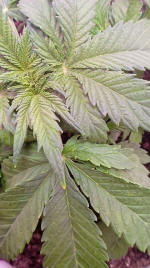 1636707210346..jpg 1636707210346..jpg