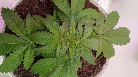 1636708879678..jpg 1636708879678..jpg