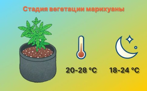 Температура для стадии вегетации конопли Температура для стадии вегетации конопли