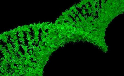 Популярные генетические линии и семейства сортов конопли