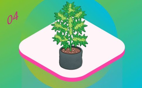 цветение конопли цветение конопли