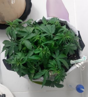 20230417_171052.jpg 20230417_171052.jpg