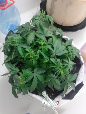 20230417_171002.jpg 20230417_171002.jpg