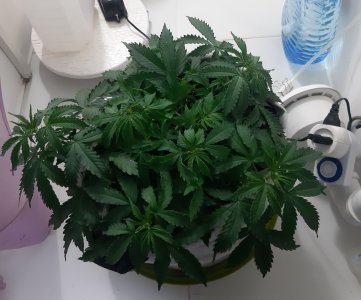 20230417_174655.jpg 20230417_174655.jpg