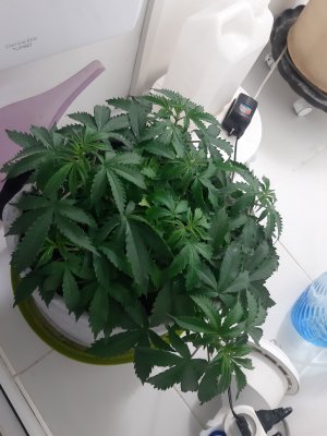 20230417_174730.jpg 20230417_174730.jpg