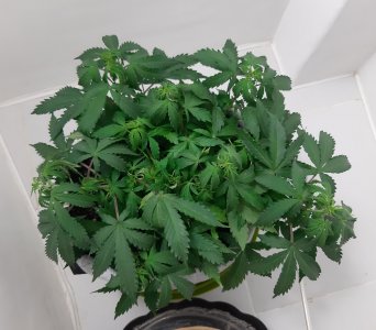 20230417_201921.jpg 20230417_201921.jpg