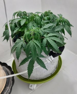 20230417_201856.jpg 20230417_201856.jpg