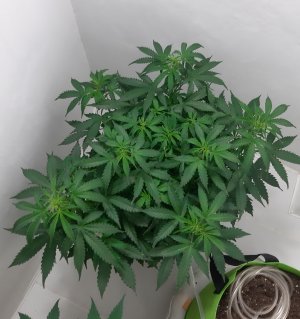 20230417_231802.jpg 20230417_231802.jpg