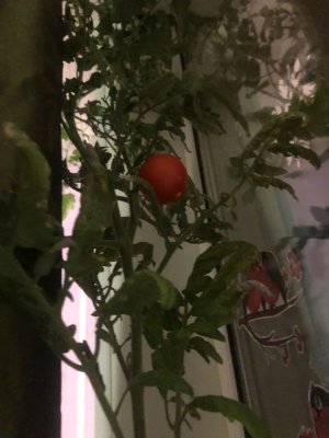 36B8C528-6630-47DA-9CFA-ADBB5DED4DD2.jpeg 36B8C528-6630-47DA-9CFA-ADBB5DED4DD2.jpeg