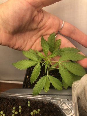 4DFB7139-B62B-4A7E-B84D-440AEC87472A.jpeg 4DFB7139-B62B-4A7E-B84D-440AEC87472A.jpeg