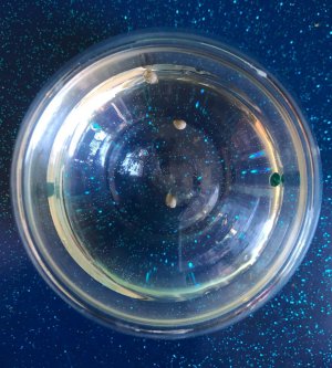 1256DCD1-749B-443E-86DB-1CF88F480C27.jpeg 1256DCD1-749B-443E-86DB-1CF88F480C27.jpeg