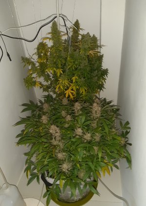 20230424_161601.jpg 20230424_161601.jpg