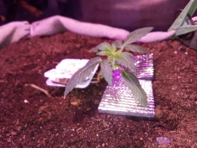 IMG_20230425_113825.jpg IMG_20230425_113825.jpg