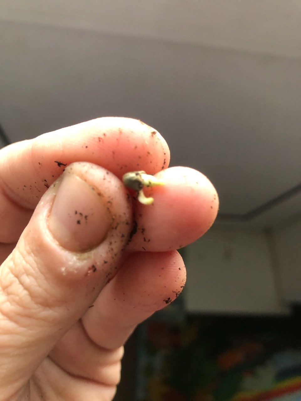 ED2A9A96-79DB-4DF4-8BA8-5BCF5FD5A6C1.jpeg ED2A9A96-79DB-4DF4-8BA8-5BCF5FD5A6C1.jpeg