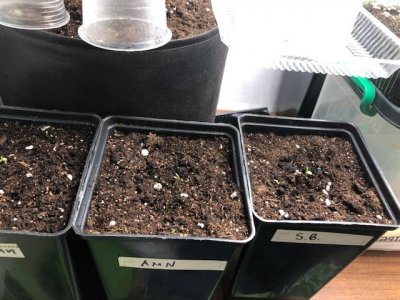 CF7D3444-DCF2-4B1C-B84C-35D5071F840D.jpeg CF7D3444-DCF2-4B1C-B84C-35D5071F840D.jpeg