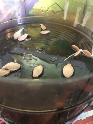 9D7AB6C9-E51D-4DDA-B9F2-6CBD0C69380F.jpeg 9D7AB6C9-E51D-4DDA-B9F2-6CBD0C69380F.jpeg