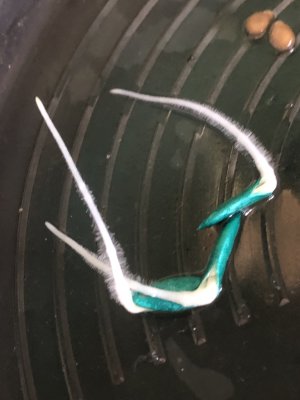 999A7DAC-B1E8-4B07-9834-016195517306.jpeg 999A7DAC-B1E8-4B07-9834-016195517306.jpeg