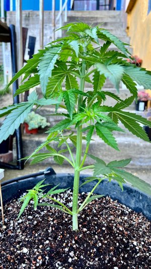 49EB122A-AC39-47D4-91D3-D27A765817B6.jpeg 49EB122A-AC39-47D4-91D3-D27A765817B6.jpeg