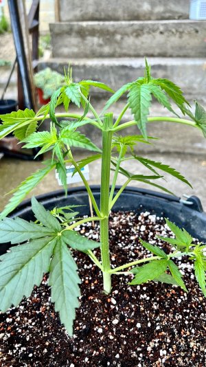 A188DC20-D158-4726-BC9E-542BAE9FE99B.jpeg A188DC20-D158-4726-BC9E-542BAE9FE99B.jpeg