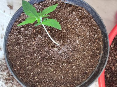 IMG_20230427_145851.jpg IMG_20230427_145851.jpg