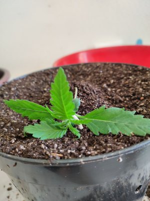 IMG_20230427_150613.jpg IMG_20230427_150613.jpg