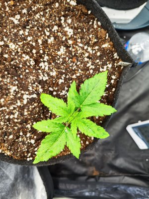 IMG_20230504_180949.jpg IMG_20230504_180949.jpg