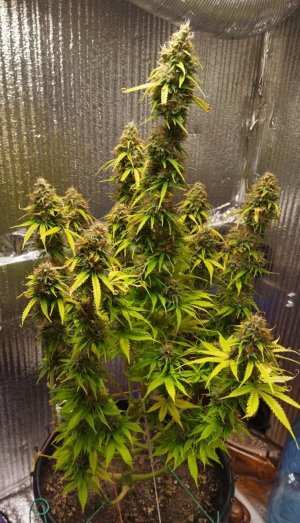 Screenshot_2023-05-04-22-49-46-852_com.miui.gallery-edit.jpg Screenshot_2023-05-04-22-49-46-852_com.miui.gallery-edit.jpg