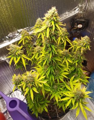 Screenshot_2023-05-04-22-50-15-539_com.miui.gallery-edit.jpg Screenshot_2023-05-04-22-50-15-539_com.miui.gallery-edit.jpg