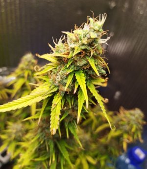 Screenshot_2023-05-04-22-50-42-340_com.miui.gallery-edit.jpg Screenshot_2023-05-04-22-50-42-340_com.miui.gallery-edit.jpg