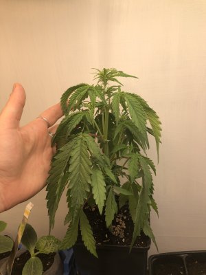 E568D134-1B53-4FBA-889A-8AC27CBCEE1C.jpeg E568D134-1B53-4FBA-889A-8AC27CBCEE1C.jpeg