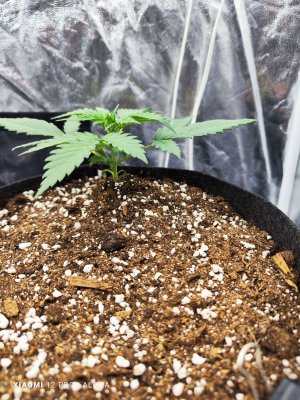 IMG_20230508_111806.jpg IMG_20230508_111806.jpg