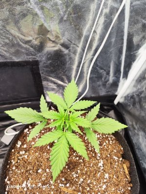 IMG_20230508_111809.jpg IMG_20230508_111809.jpg